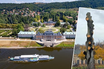 Dresden: Vor 130 Jahren gepflanzt: Blutbuchen-Schwestern im Pillnitzer Park mussten sterben