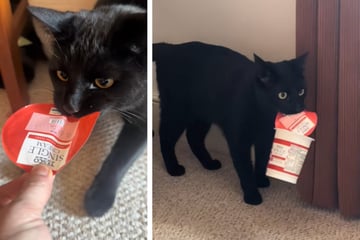 Black cat falls in love with plastic cup of cream in viral video