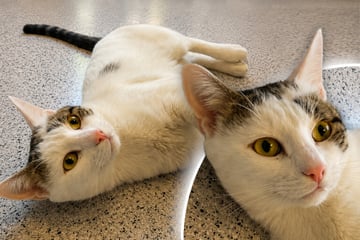 Weg von der Straße, endlich umsorgt: Kater "Trüffel Toni" hofft auf Happy End