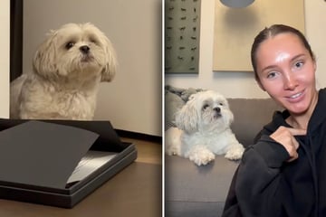 Frau trödelt beim Zubettgehen: Reaktion ihres Hundes lässt Lachtränen fließen