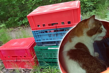 Grausamer Fund in Freital: Katzen in Kisten zurückgelassen