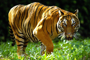 Todeswelle in Zoos: Vogelgrippe sorgt für Tigersterben