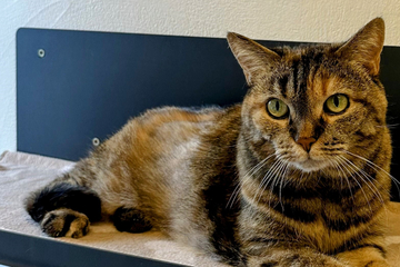 Katze verliert Besitzerin: Findet Trixie trotzdem ihr Happy End?