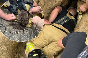 Happy End für Igel "Stella": Feuerwehr gräbt für Rettung zwei Meter tief