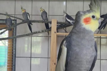 Einfach zurückgelassen: Gefiederte Gruppe sucht neues Zuhause