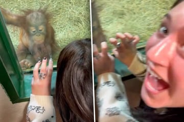 Frau trifft auf Baby-Orang-Utan: Was dann passiert, führt zum schönsten Tag ihres Lebens