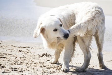 Dein Hund dreht sich und jagt seinen Schwanz - Spiel oder Stress?