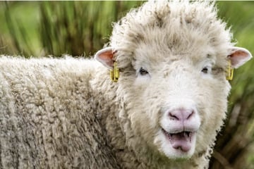 Wer bietet am meisten? Schönste Schafe auf Schafbock-Auktion versteigert