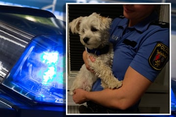 Polizei sucht Besitzer von zugelaufenem Hund: Wer kennt den süßen Kerl?