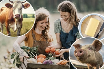 Nicht nur Liebe geht durch den Magen, Statistik auch: So viel essen die Sachsen im Jahr