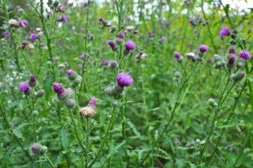 So kann man Disteln bekämpfen und aus dem Garten verbannen