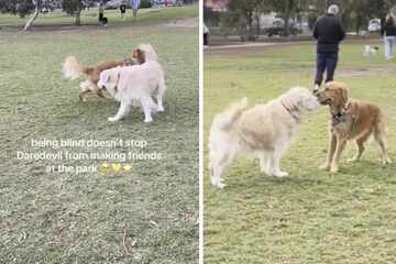 Blind dog makes new friend at the dog park in precious viral footage