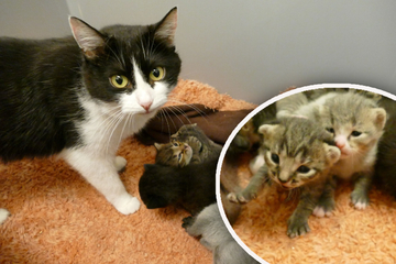Zuckersüß! Baby-Katzen verlieren Mama und finden besonderen Ersatz im Tierheim