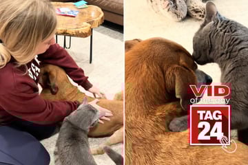 Viral Video of the Day for November 12, 2025: Cat does the unthinkable for his senior dog brother!