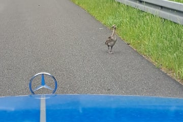 Gänsefamilien sorgen auf A4 bei Pulsnitz immer wieder für Verkehrs-Chaos