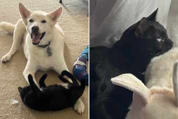 Cat shows how much she misses dead dog bestie in this heartbreaking moment: "I just cried"