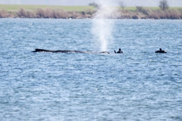 Sterbender Buckelwal in der Ostsee: Retter sind "am Ende ihrer Kräfte"