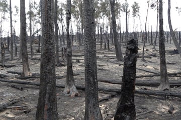Mega-Waldbrand in Thüringen: Flammen wohl erst nächste Woche gelöscht