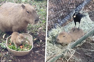 Baby Capybara has the most adorable reaction to bird intruder: "A rude awakening"