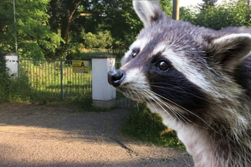 Leipzig: Drama in Leipzig gardens: raccoon should die in agony!