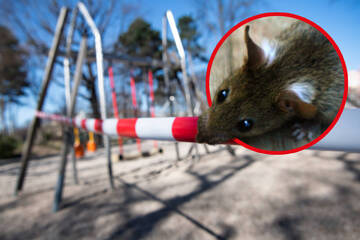 Berlin: Ratten-Alarm in Charlottenburg: Spielplatz vier bis sechs Wochen gesperrt