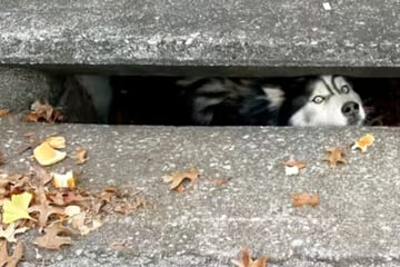 Dog gets stuck in a sewer drain and yowls for help!