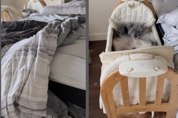 Frau schmeißt Hunde aus Schlafzimmer: Als sie dann ins Babybett blickt, traut sie ihren Augen kaum