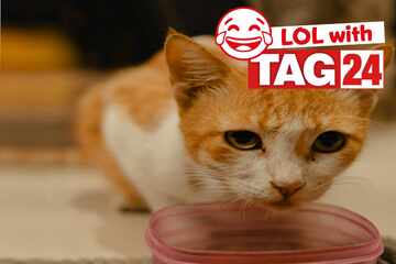 Joke of the Day for June 28, 2025: The best cat jokes for Caturday
