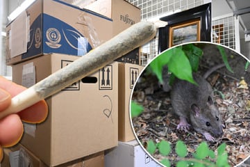 US-Behörden kämpfen gegen "drogensüchtige Ratten", die ihre Beweismittel zerstören!