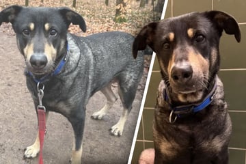 Hündin landet als "Häufchen Elend" im Tierheim: Wendet sich ihr Schicksal jetzt endlich zum Guten?