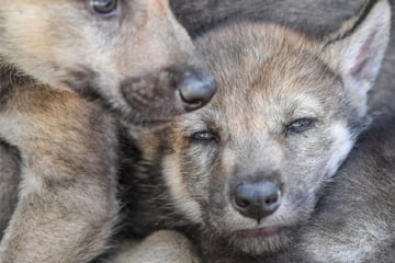 Wölfe: Junge Wölfin im Südwesten trächtig? Experten hoffen auf Sommer-Welpen