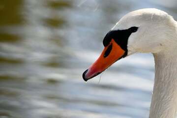 Unfall A9: Rettung kommt zu spät: Schwan stirbt nach Unfall auf der A9