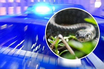 Ein Meter lange Schlange entdeckt: Anwohnerin ruft Polizei