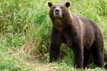 Bär zerfleischt Frau auf Campingplatz! Freund muss alles mit ansehen
