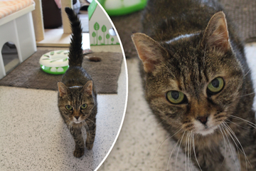 Sorgenkind im Tierheim: Katze Smokey sucht besondere Menschen