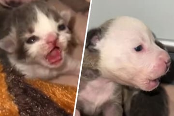 Puppy and kitten rejected by their mothers develop the sweetest bond