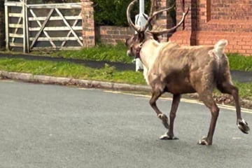Probelauf für Heiligabend? Flüchtendes Rentier sorgt für Großeinsatz