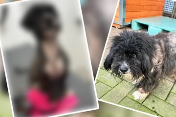 Tierheim-Notfall nicht wiederzuerkennen: So sieht dieser Hund nicht mehr aus!