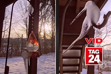 Viral Video of the Day for December 11, 2024: TikTok goes nuts over icicle hummingbird on feeder