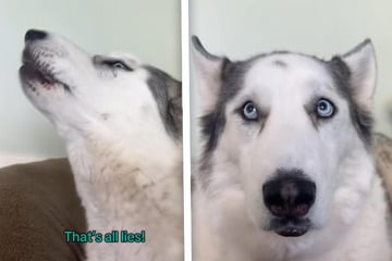 Husky muss scheinbar Qualen durchleiden: Doch der Auslöser ist urkomisch