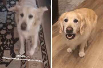 Dog urgently alerts owner to this adorable "emergency" situation