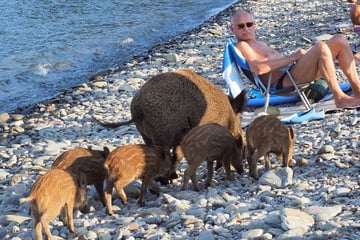 Urlauber aufgepasst! Hungrige Wildschweine machen Jagd auf Essensreste