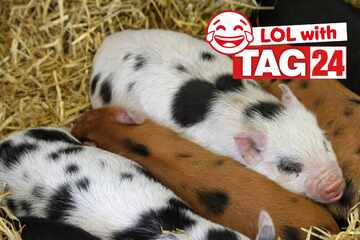 Joke of the Night for July 29, 2025: A pig joke to get your funny on