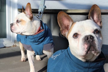 Französische Bulldogge ausgesetzt? "Mino" hofft auf Happy End