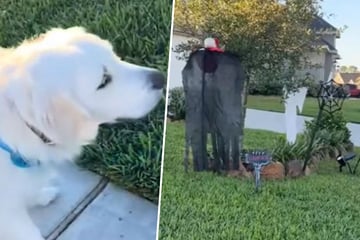 Golden Retriever sieht Halloween-Deko: Was er dann tut, amüsiert so viele