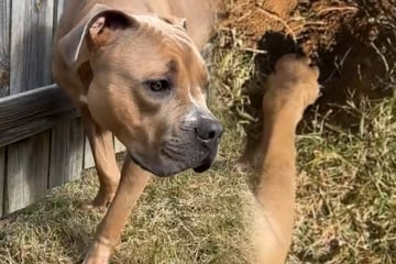 Hündin gräbt Loch im Garten, dann taucht plötzlich ein Kopf auf