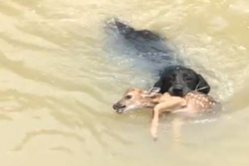 Rehkitz fällt ins Wasser: Was ein Hund dann macht, lässt kaum jemanden kalt