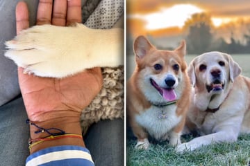 Labrador ist für immer fort: Was sein Corgi-Freund seitdem tut, bricht Besitzern das Herz