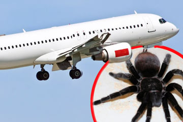 Horror über den Wolken: Spinne beißt Pilot während des Flugs!