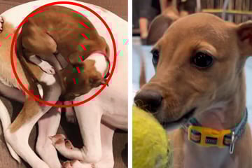 Süßer Anblick: Der neue Lieblings-Schlafplatz von Hund Iris bringt Herzen zum Schmelzen